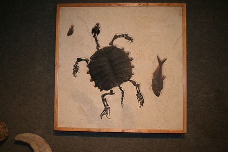 (C) MBN 2006 (C) MBN 2006