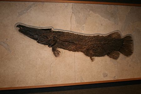 (C) MBN 2006 (C) MBN 2006